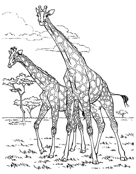 Two giraffes - Giraffes Adult Coloring Pages