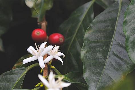 Kaffeepflanze Bilder Und Stockfotos Istock