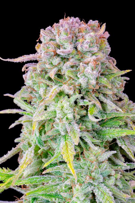 Buy Afghan Kush Auto Cannabis Seeds Fast Buds