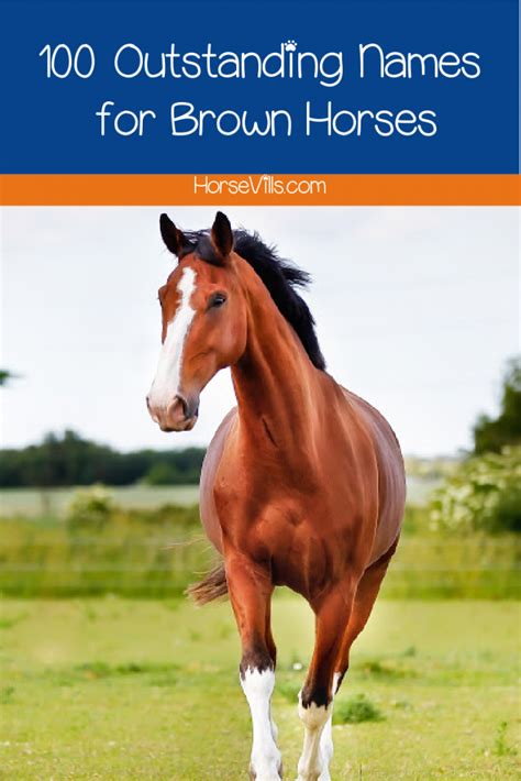 100 Outstanding Brown Horse Names For Males And Females