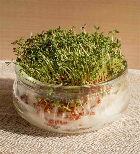 Alfalfa Sprouts Growing