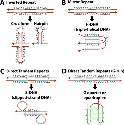 Repetitive Sequences And Associated Non B Dna Structures That Can Cause