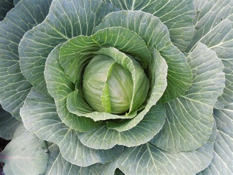 Cold Hardy Winter Vegetables To Grow Hgtv