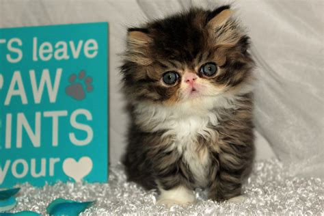 Cute Baby Kittens For Adoption Fluffy Kittens For Adoption Near Me