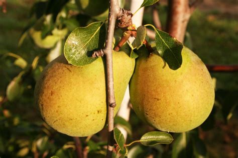 Browse 55 garten obst stock photos and images available or start a new search to explore more stock photos and images. Eigenes Obst im Garten anbauen | Gartentechnik.de
