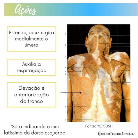 Minuto Anatômico 69 Latíssimo Do Dorso Anatomia And Fisioterapia