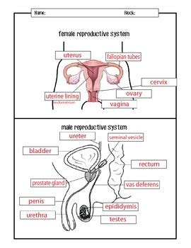Reproductive System Worksheet Clashing Pride