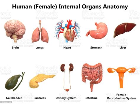 Female Internal Organs Anatomy Fotografie Stock E Altre Immagini Di