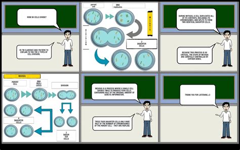 Mitosis And Meiosis Storyboard By Clarence34542