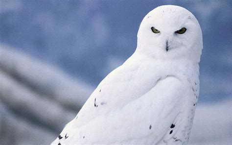 Free Download Snowy Owl Wallpapers Hd Wallpaperscharlie 1920x1200 For