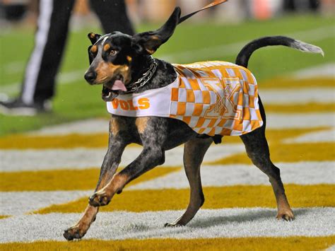 National Dog Day The Sec Has The Best Dog Mascots In The Country