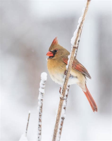 2400 Female Cardinal Bird Stock Photos Pictures And Royalty Free