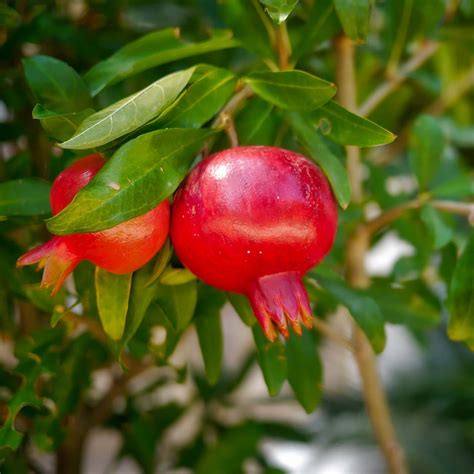 Punica Granatum Wonderful Grenadier à Gros Fruits Réputés Pour Leur Jus