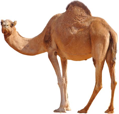 Camello Png Con Mirada Hacia Atrás Hubpng Es