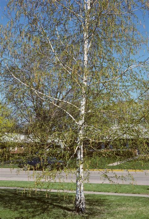 There are around 60 different species of birch that grow in temperate climate around the birch has green leaves that are oval or elliptical in shape. PlantWerkz: Silver Birch Tree - Betula Pendula