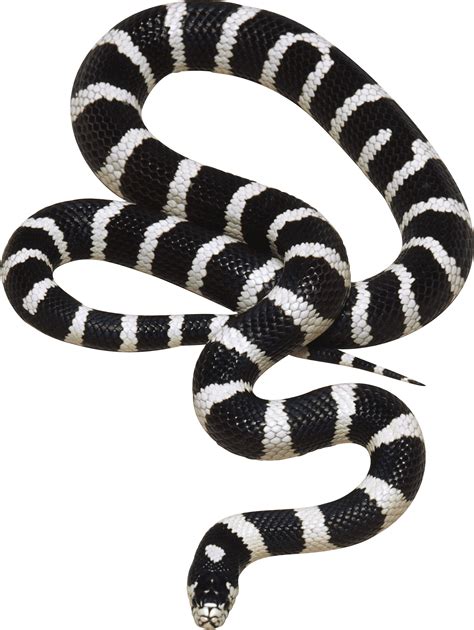 Black And White Snake Png Image Purepng Free Transparent Cc0 Png