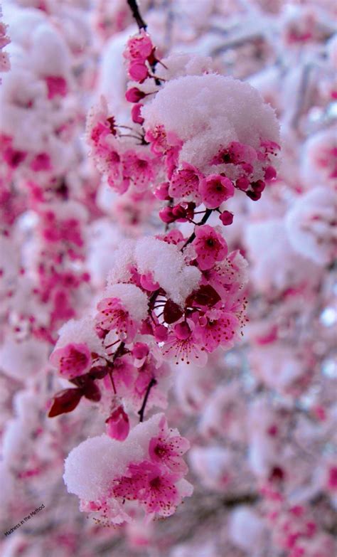 Snow Winter Flowers Flower Wallpaper Beautiful Flowers