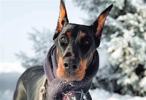 15 Amazing Doberman Pinscher Facts You May Not Have Known Doberman
