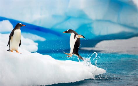 Gentoo Penguins Antarctica Wallpapers Hd Wallpapers Id 9556