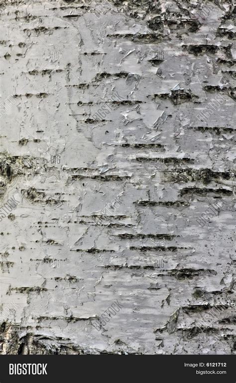 Birch Bark Texture Image And Photo Bigstock