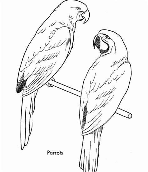 Get This Online Parrot Coloring Pages 78742