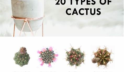 Types of Succulents | Digital Printable Succulents Art | Succulents