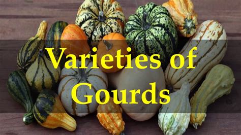 Varieties Of Gourds Youtube