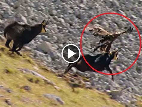 Watch The Skills Of Eagle To Catch The Mountain Goat In Viral Video