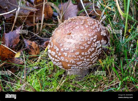 Amanita Rubescens The Blusher Mushroom A Toadstool Or Fungus With