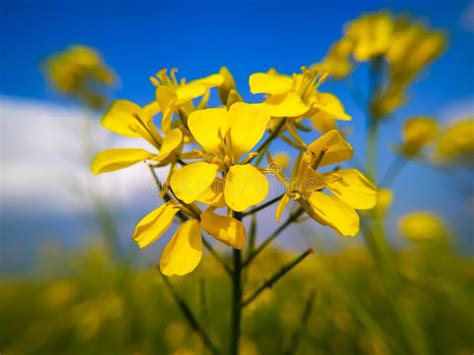 Mustard Flowers Bloom In The Field In Early Spring Stock Photo Image