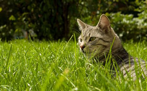 Find The Cat In The Grass Wallpapers And Images Wallpapers Pictures