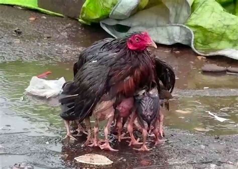 Hen Protects Chicks Under Wings During Storm