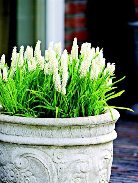 92 Best Bulbs In Containers Images On Pinterest