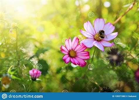 Pink Cosmos Flower And Bee Nature Summer Background Stock Photo
