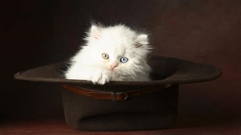 Wallpaper 1920x1080 Px Cats Hats Kittens 1920x1080 Goodfon