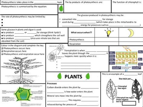 Plants Revision Aqa Gcse Teaching Resources