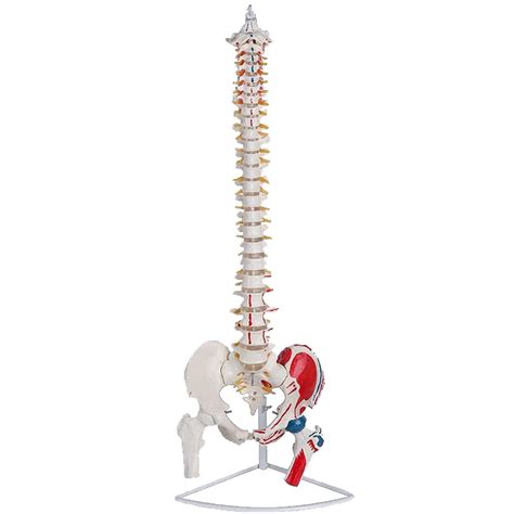 Buy Human Spine Model Skeleton85cm Realistic Anatomical Modellife
