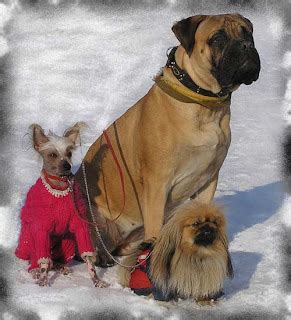 Advertise, sell, buy and rehome pomeranian dogs and puppies with pets4homes. Pomeranian Dogs For Sale In Sri Lanka