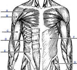 Anatomy E Flashcards Muscle Labeling Studyblue