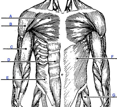 This section explores the different types of muscles in our body and their involvement in sporting activities. Muscle Labeling - Anatomy with E at West Springfield High ...