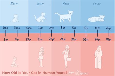 How Long Do Cats Live