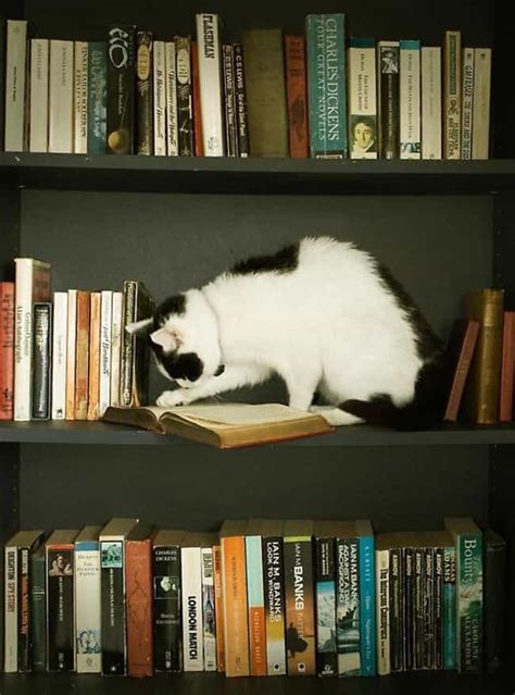 Cats On Shelves Pictures Of Cats Climbing On Bookshelves