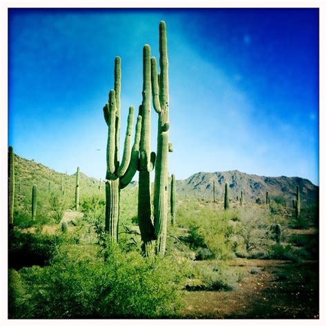 200 Year Old Arizona Cactus Flowers Photography Natural Landmarks