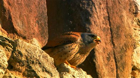 Falcon Predator Bird Wallpapers Hd Desktop And Mobile