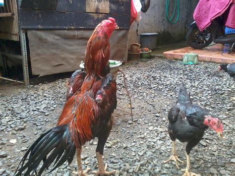Kandang ayam bangkok untuk memelihara ayam yang menjadi hewan peliharaan menguntungkan. HOBI AYAM BANGKOK di pinggiran Jakarta