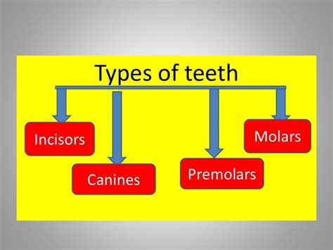 Different Types Of Teeth And Their Functions