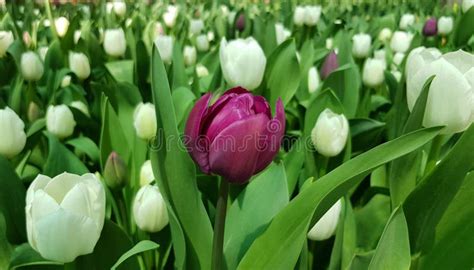 Purple And White Tulips Stock Photo Image Of Tulips 180802260