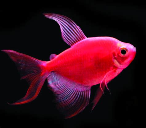 Premium Longfin Starfire Red Red Glofish Tetra