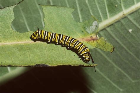 Monarch Butterfly Larva Feeding Photograph By Harry Rogers