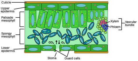 Tissue System — Lesson Science State Board Class 10